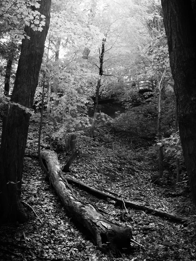 غصن ساقط يقود العين بين جذوع طويلة ونباتات أرضية كثيفة.