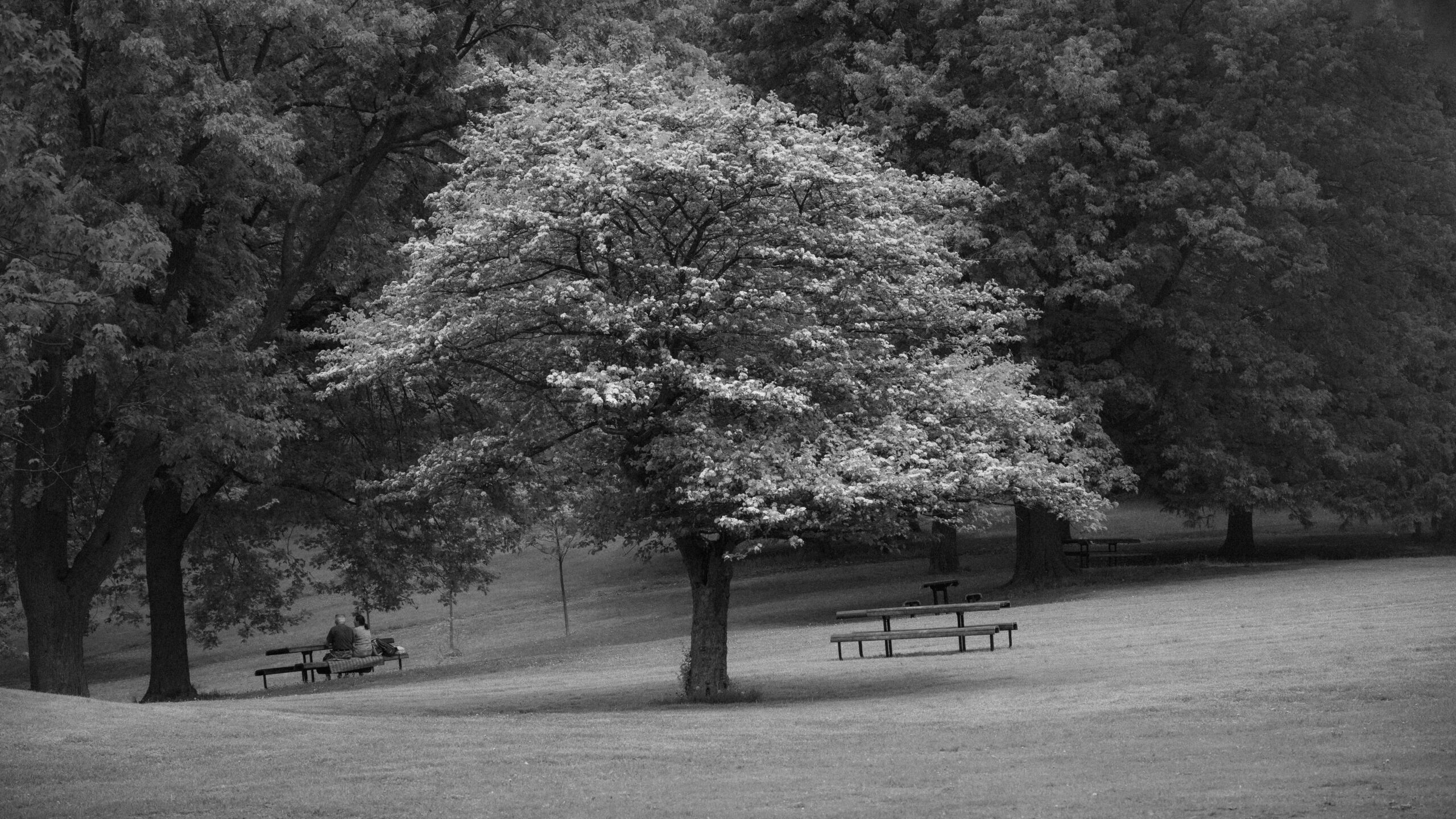 Sardar Jaff سردار شهريار داوود Photography