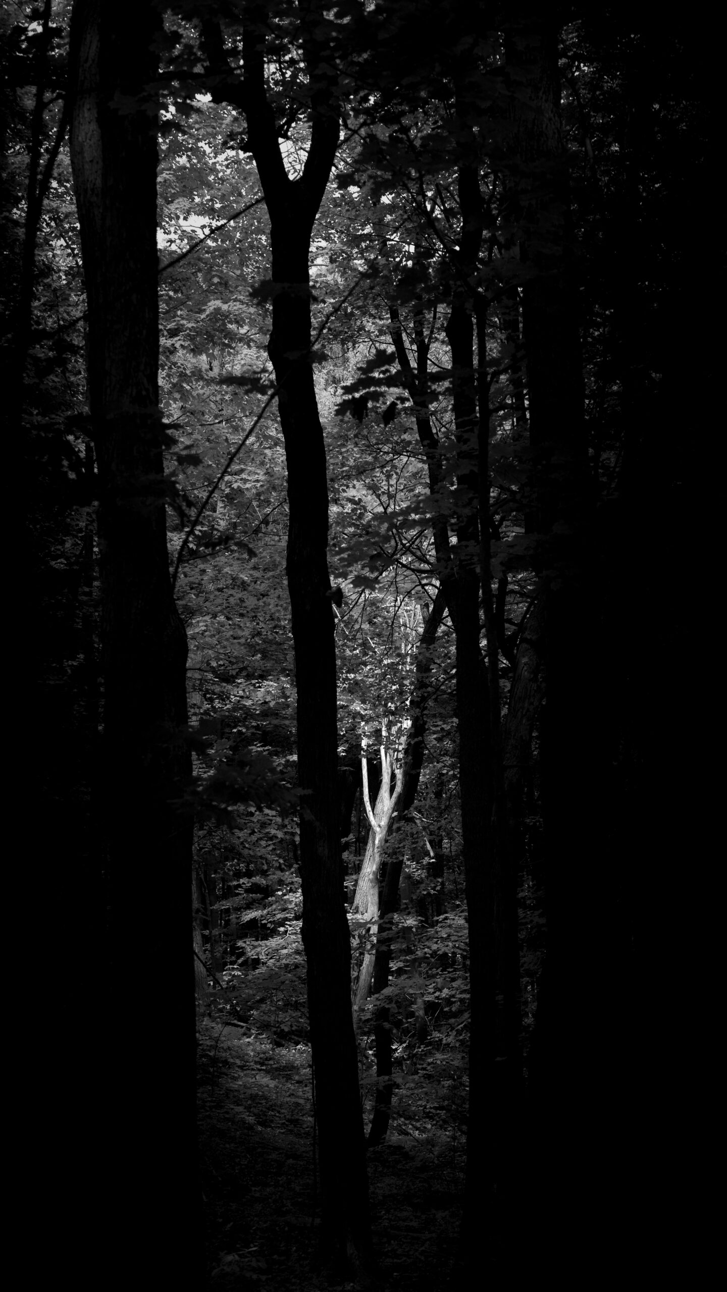 Sardar Jaff سردار شهريار داوود Photography